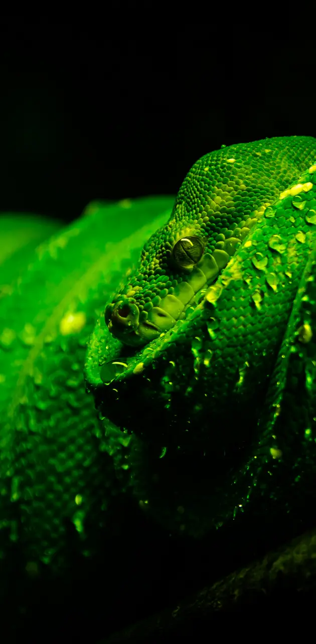 Green Snake Nexus