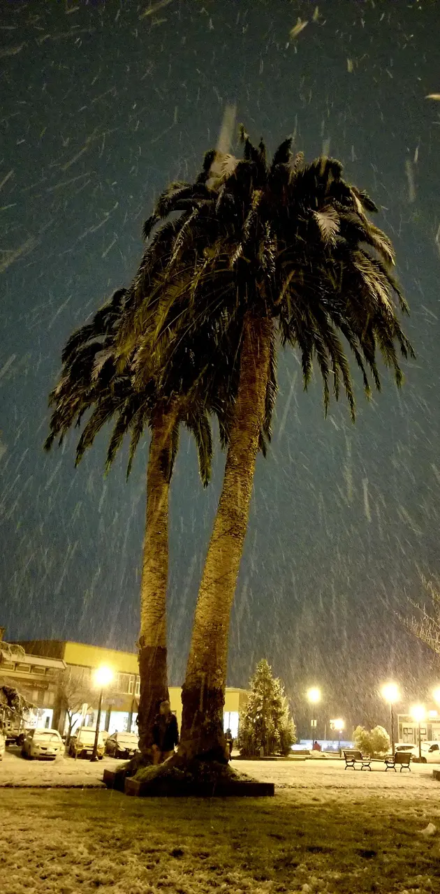 Snowy Palm Tree
