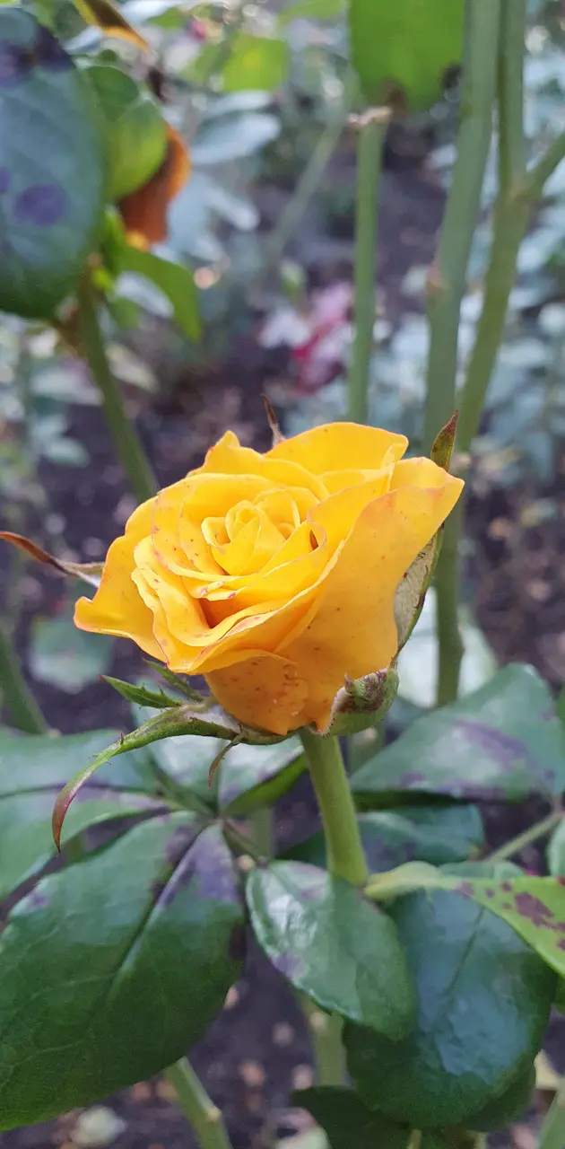 Perfect rose
