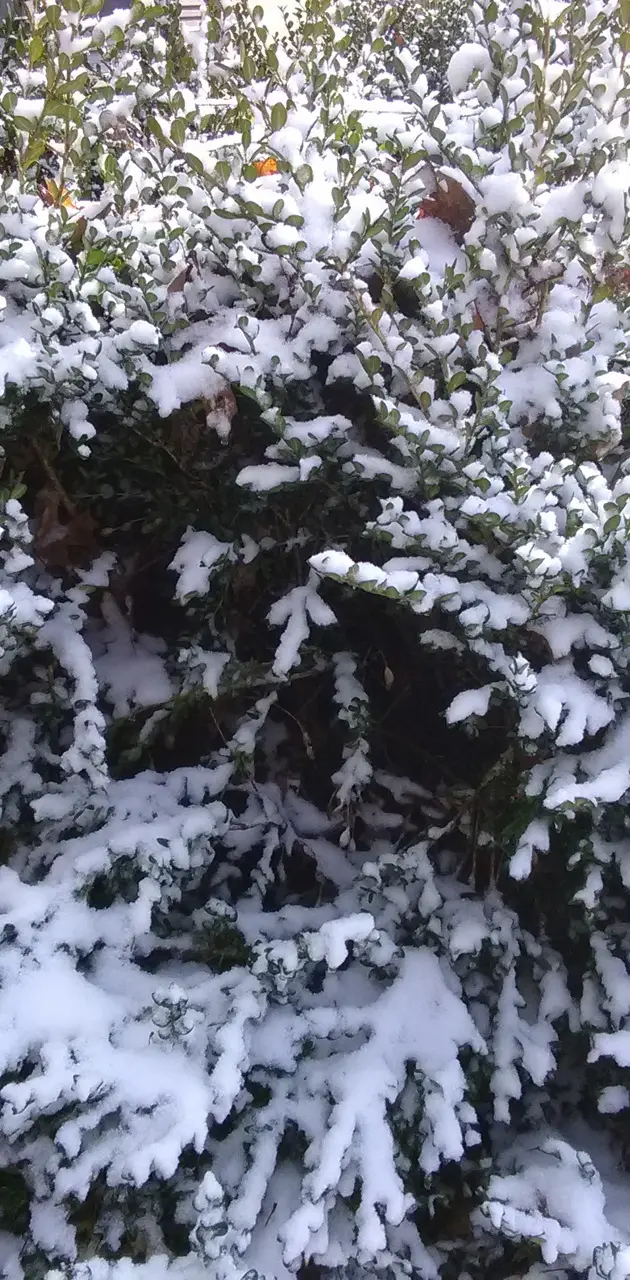Frozen Bush