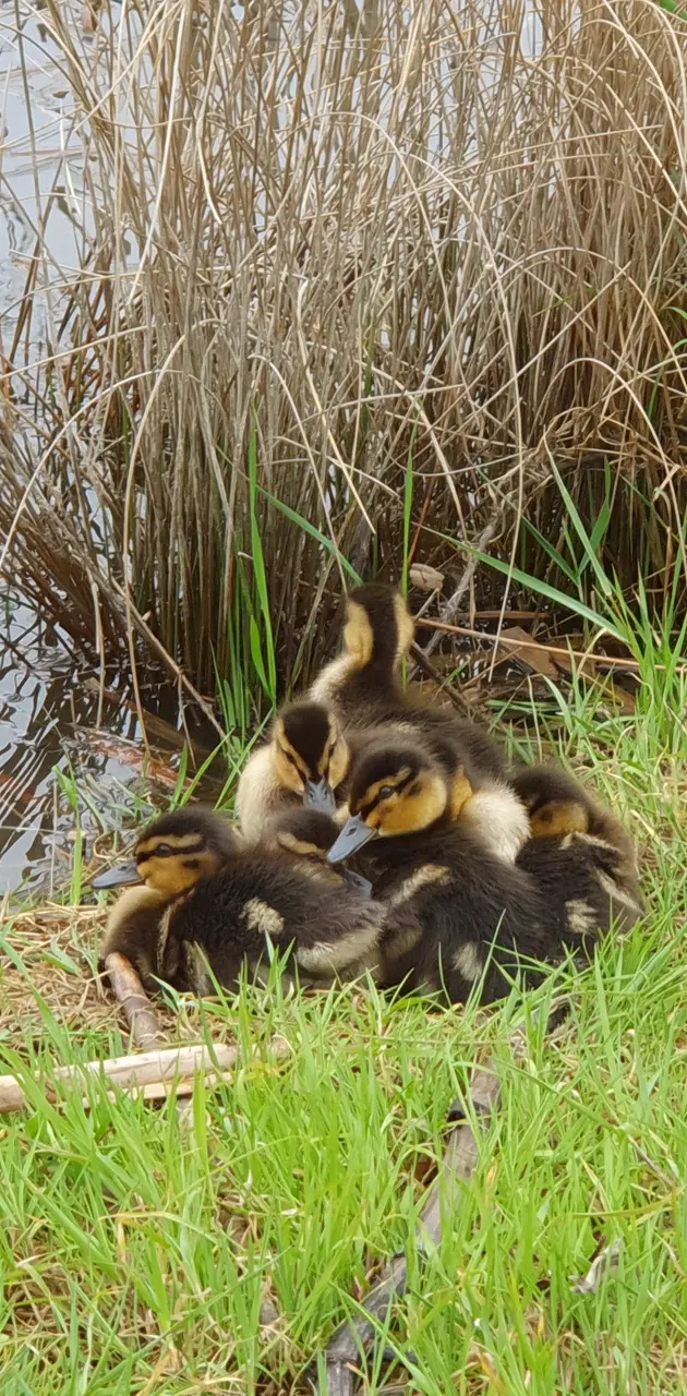 Family of Ducklings 