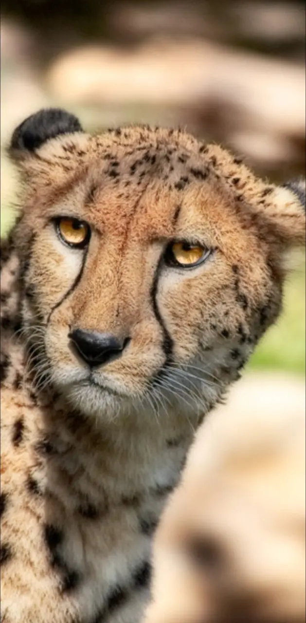 BSI Cheetah