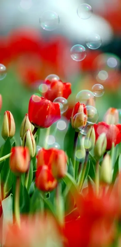 tulips n bubbles