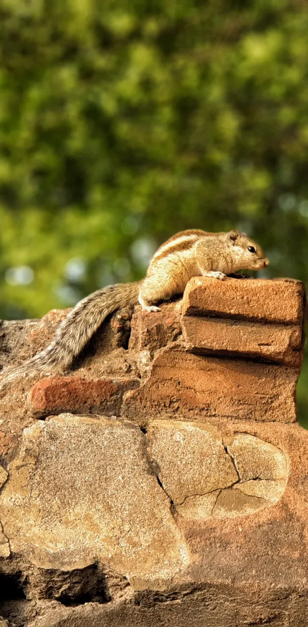 Squirrel of Badalpur
