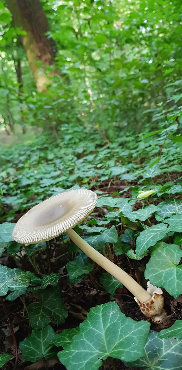 Summer mushroom