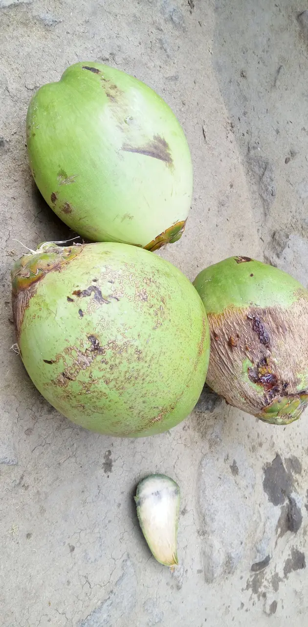 Nature Coconut