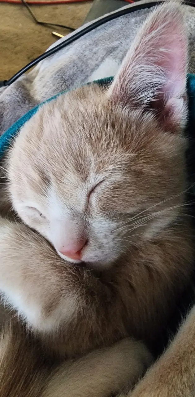 Apollo Kitten