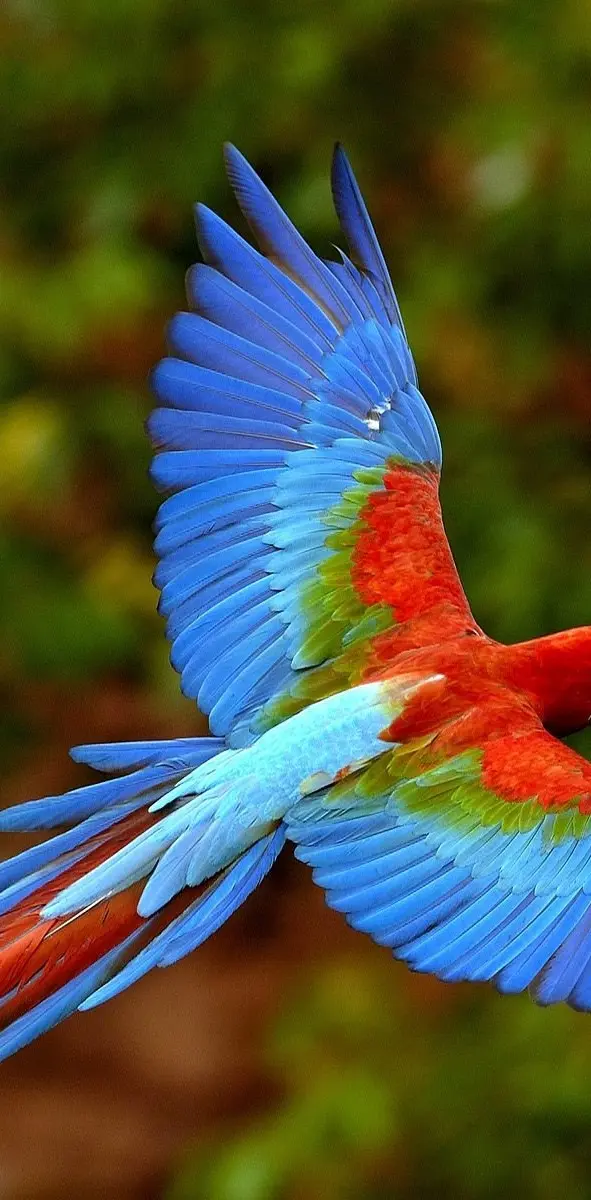 Flying Parrot HD