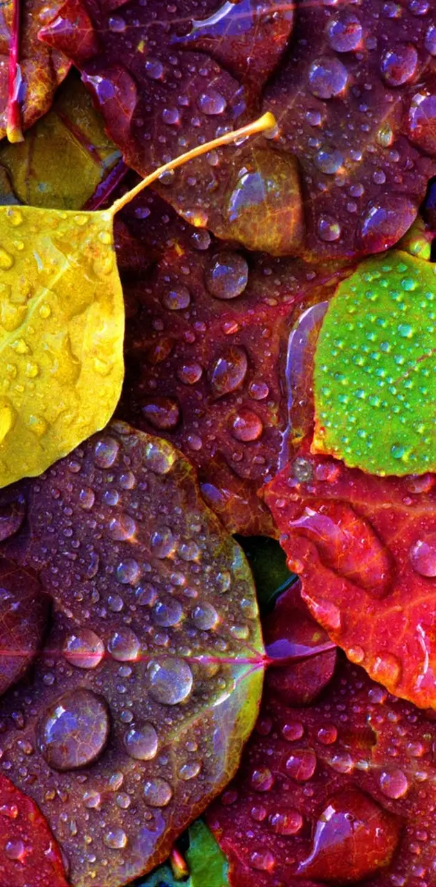 Dew on Colorful leaf
