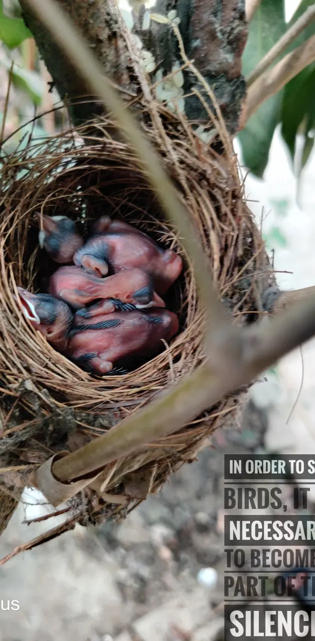 Baby birds on Nest 🐣