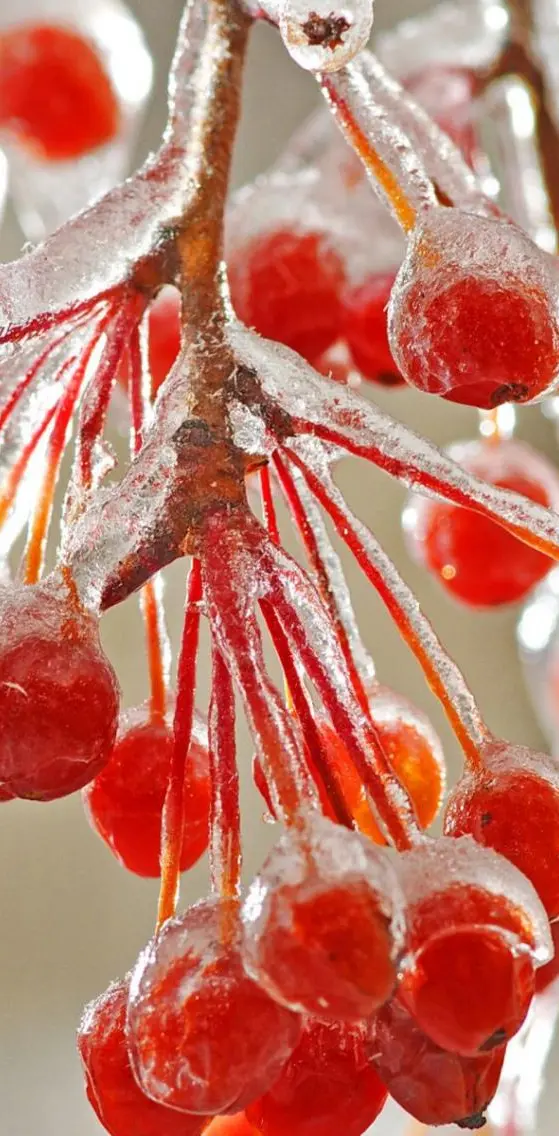 Berries In Ice