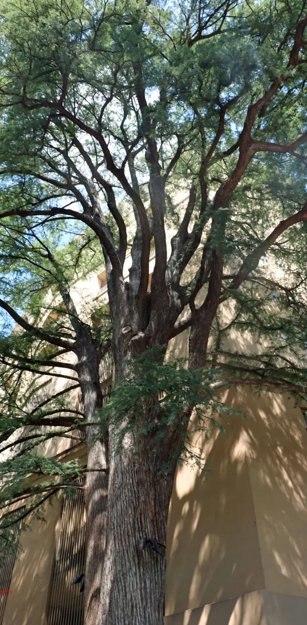 San Antonio Tree