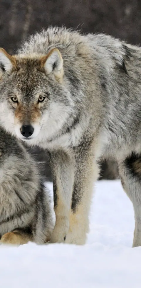 Norway Gray Wolves