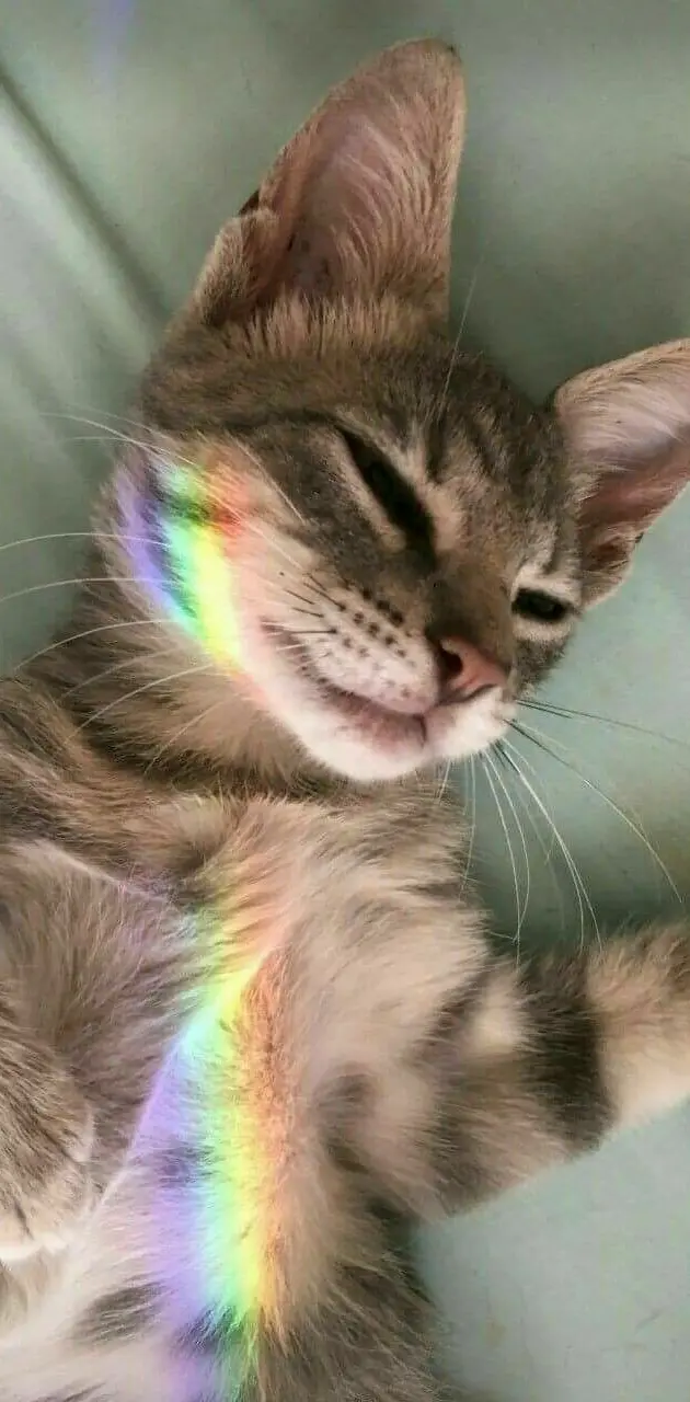 Rainbow On Cat
