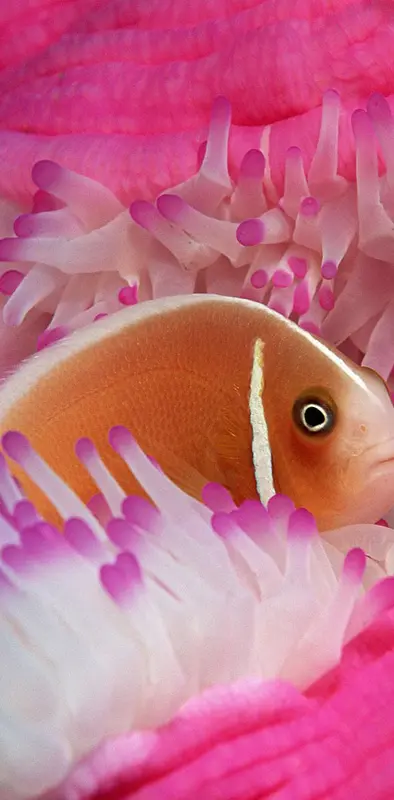 Pink Clown Fish