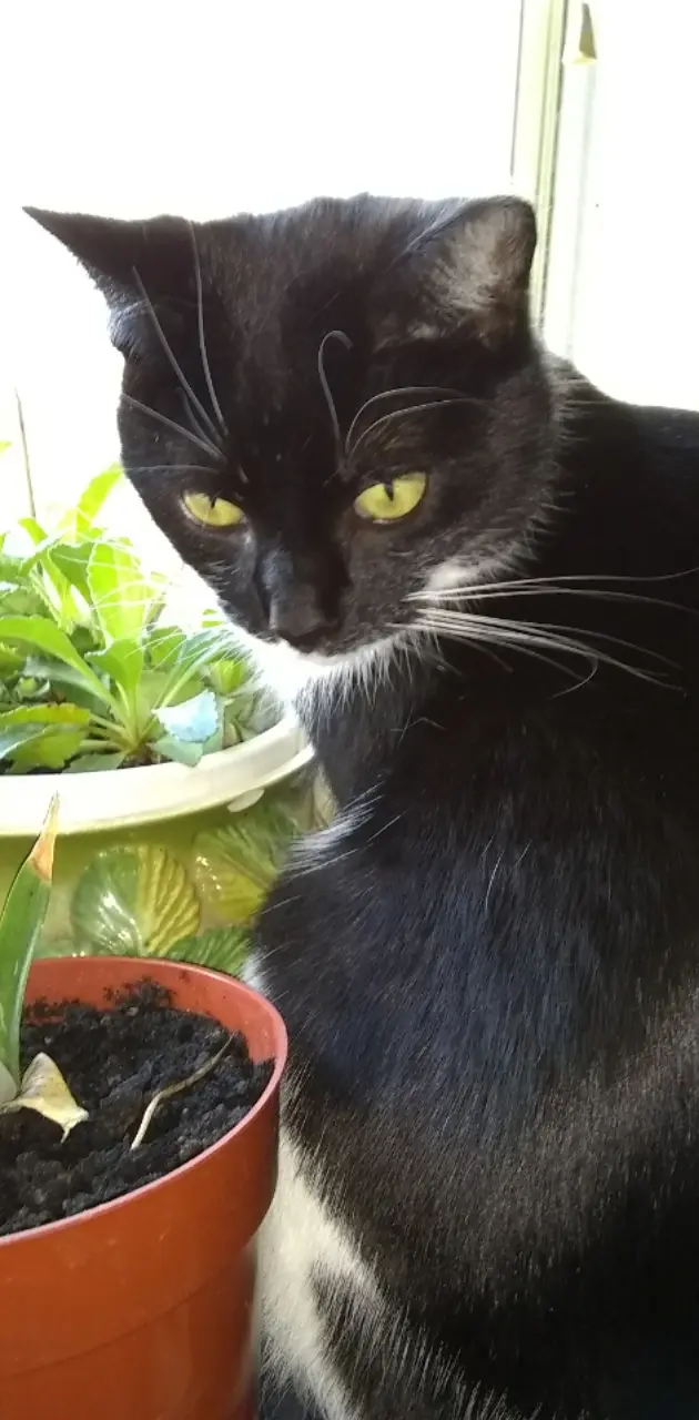Sax and her plants