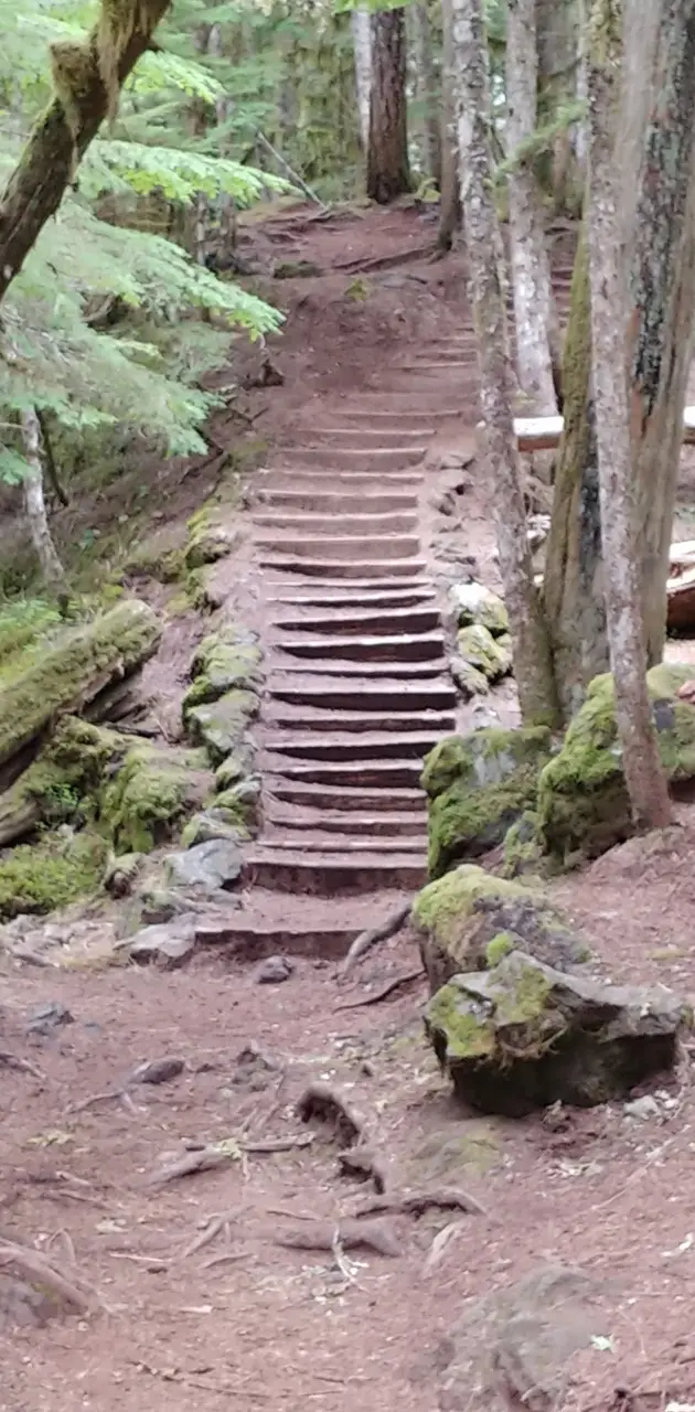 Forest Staircase