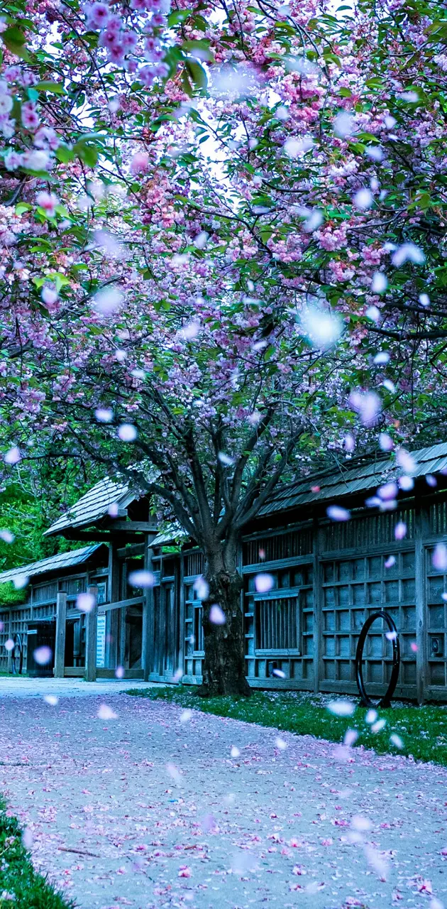 Sakura flower park