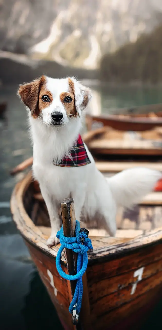dog in the boat