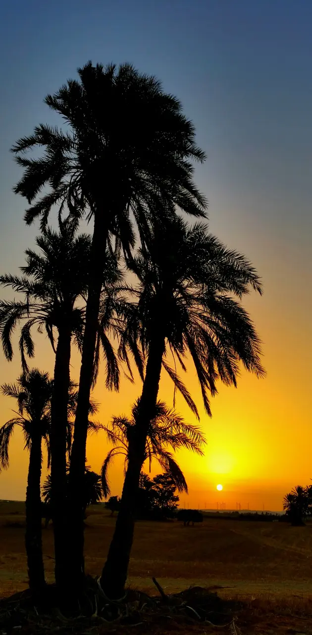 Cyprus Sunset 