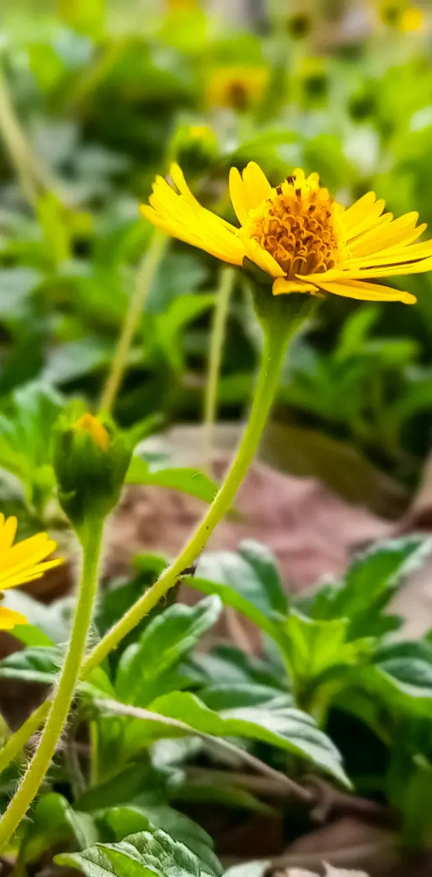 Sun Flower 