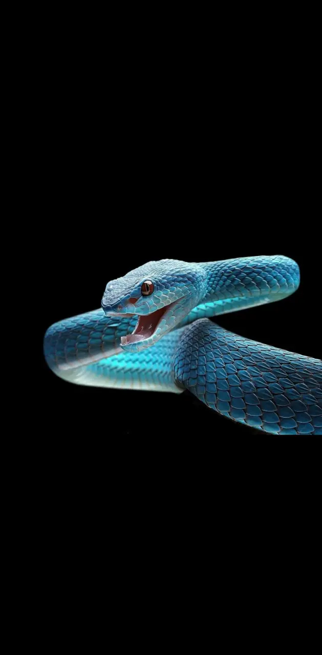 blue snake hd wallpaper