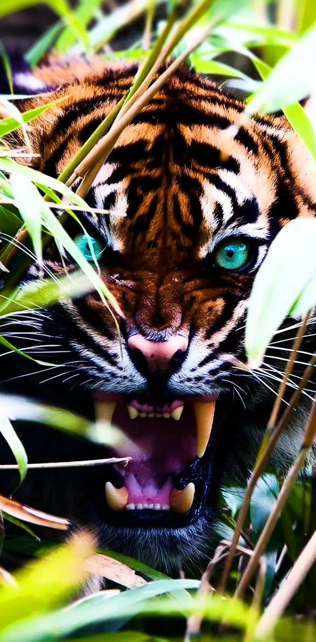 tiger green