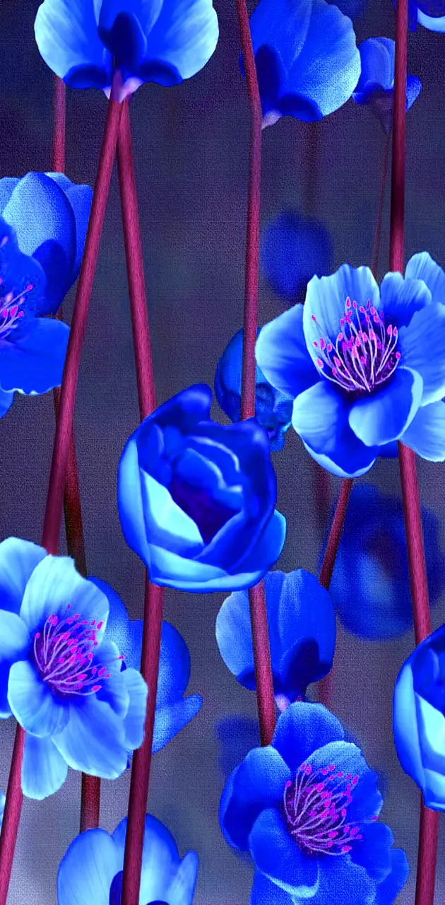 Blue Sakura Flowers