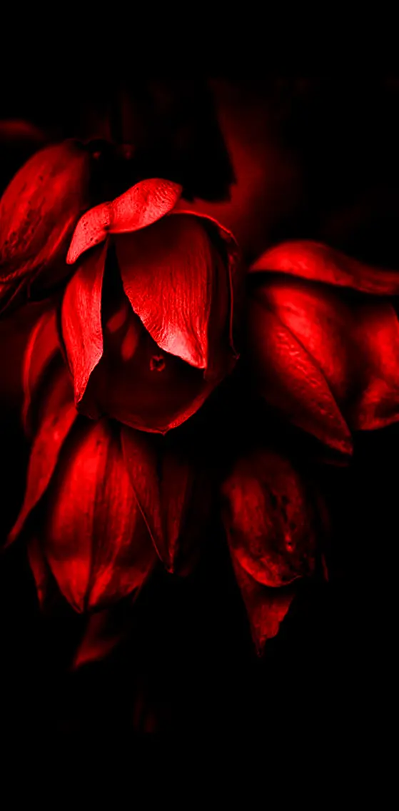 Red   Flowers
