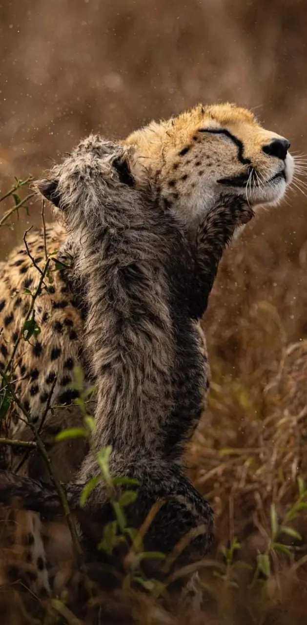 Cheetah love 