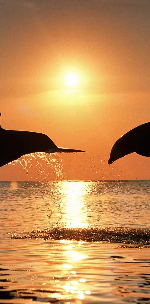Dolphin Sun Rise