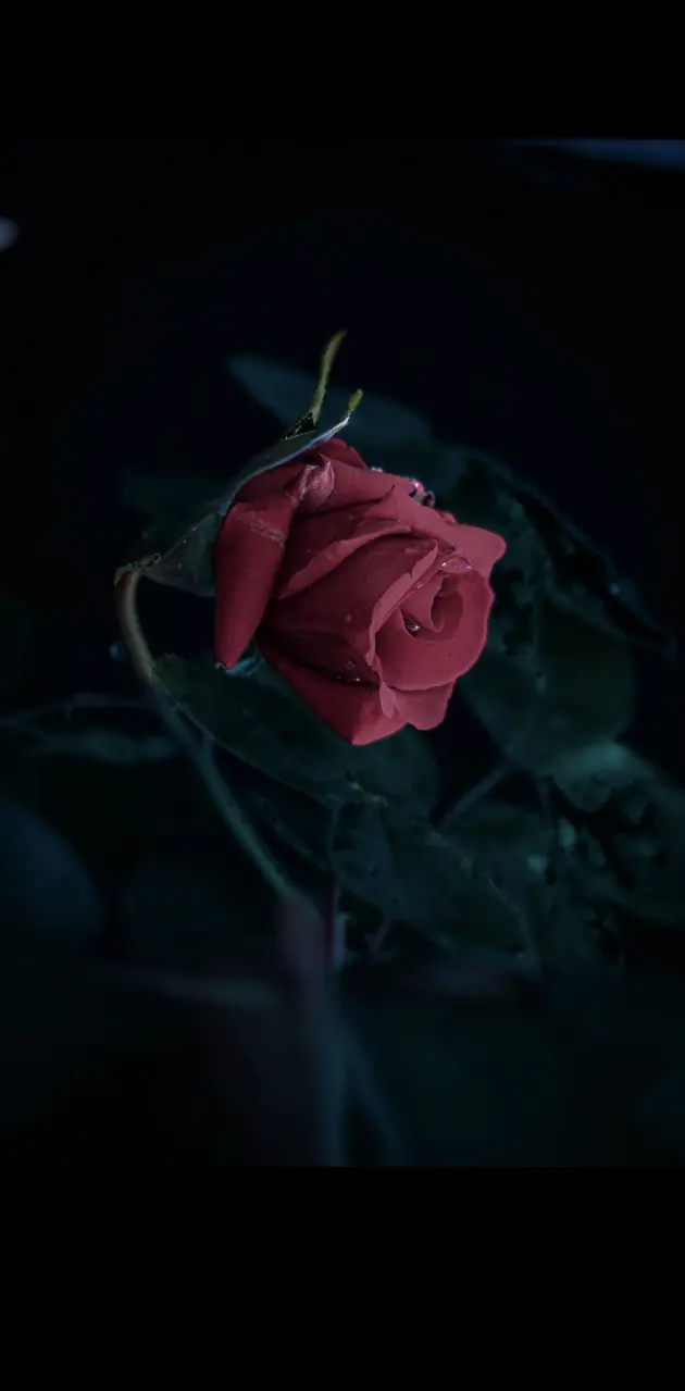 Dark Rose ❤️🖤
