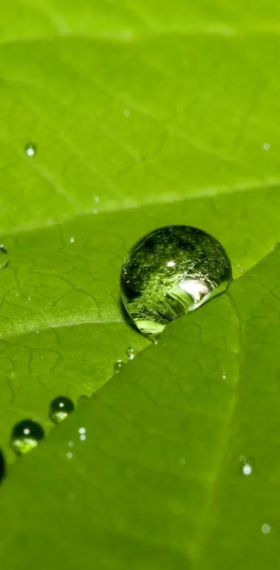 Dew On The Leaves