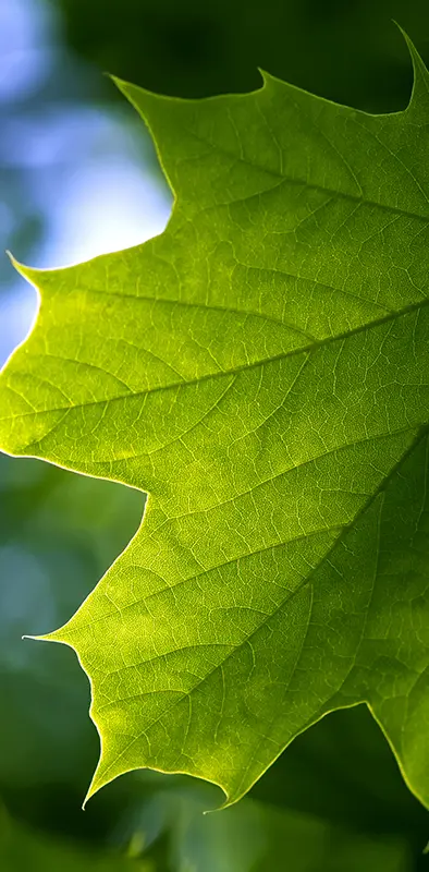Leaf In The Shade