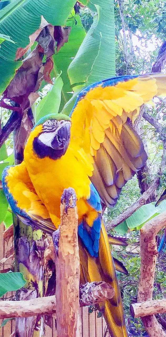 Tropical bird