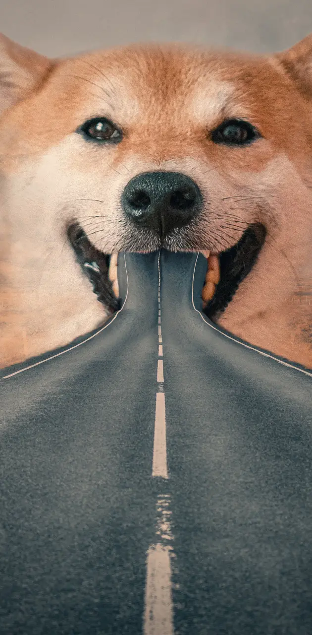 Dog Road