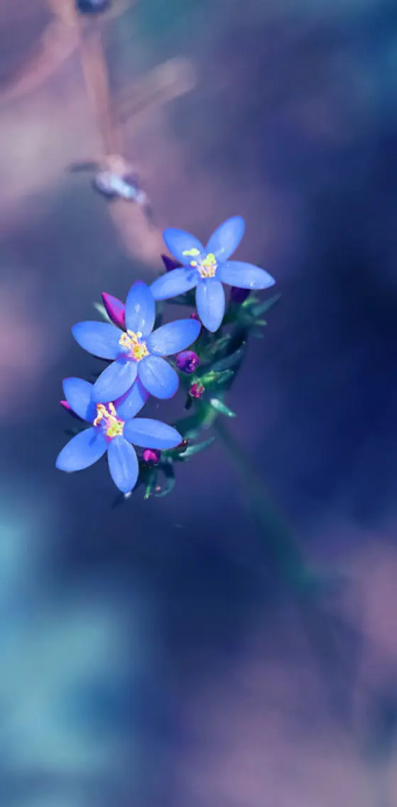 Fresh-blue-flowers