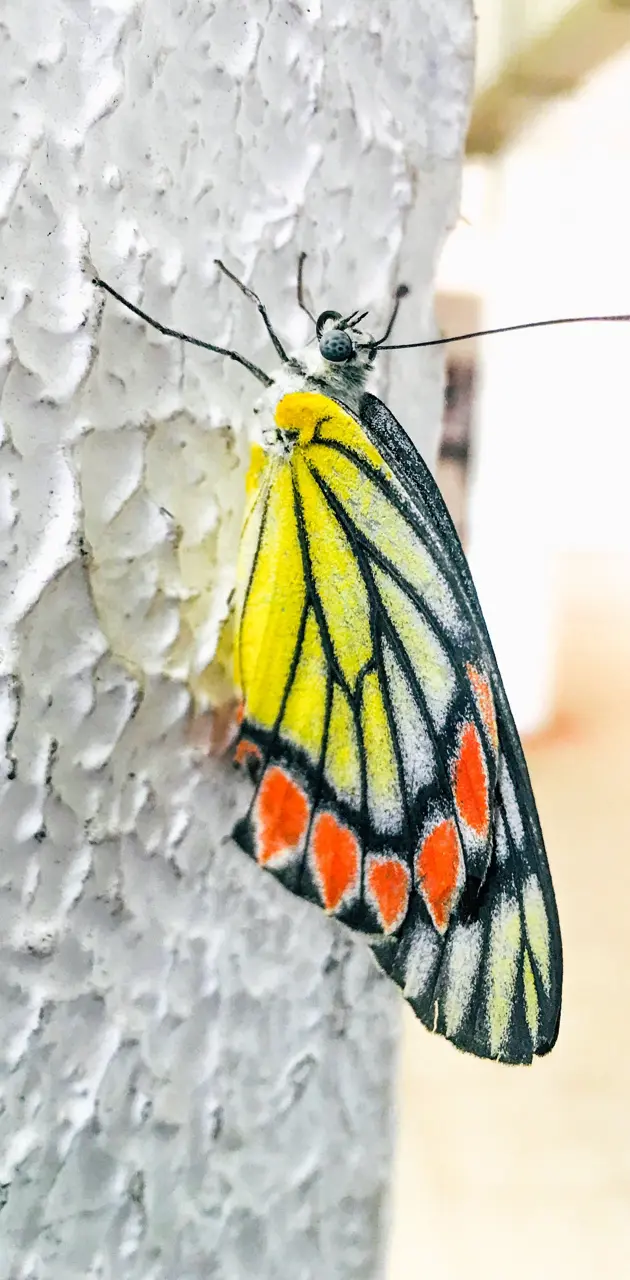 Butterfly Colombo 