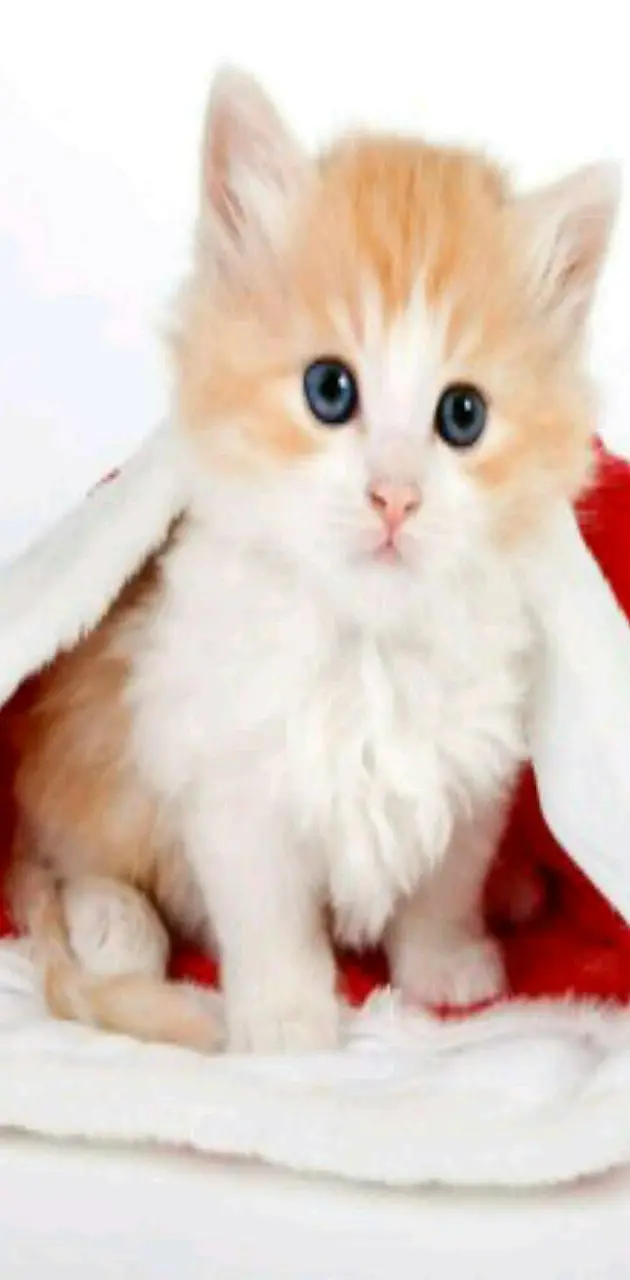 Santa Cat