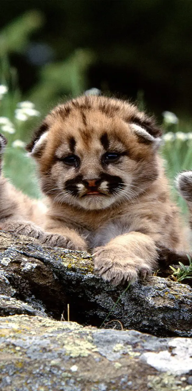 Cute Lion Cubs