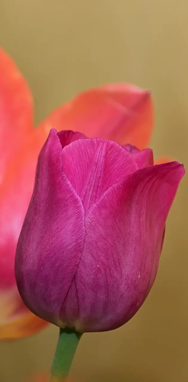 Red purple tulips