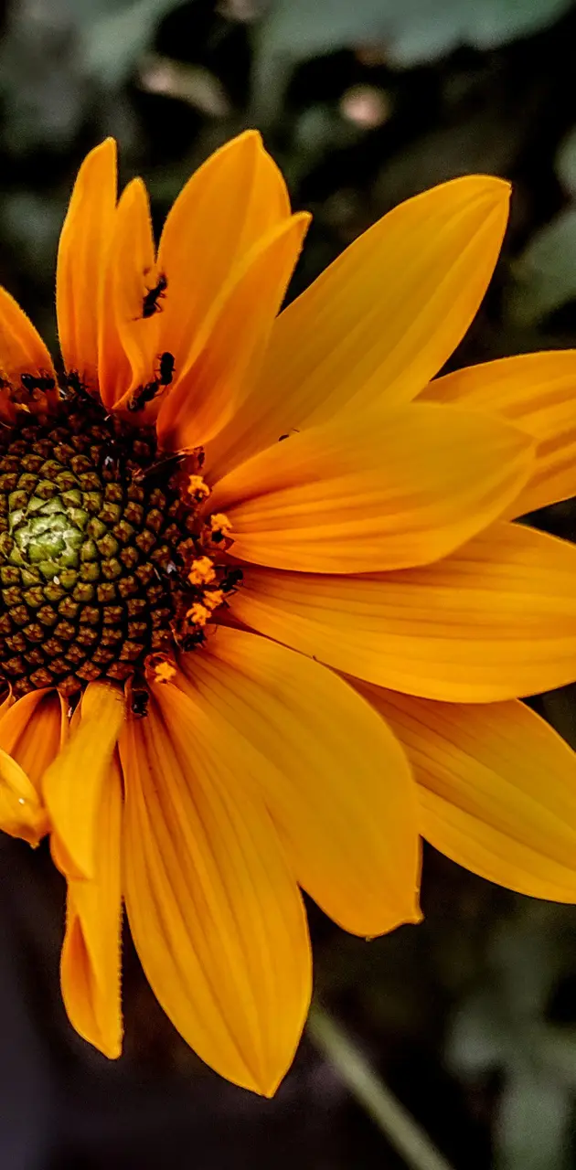 Sun Flower by Cean R.