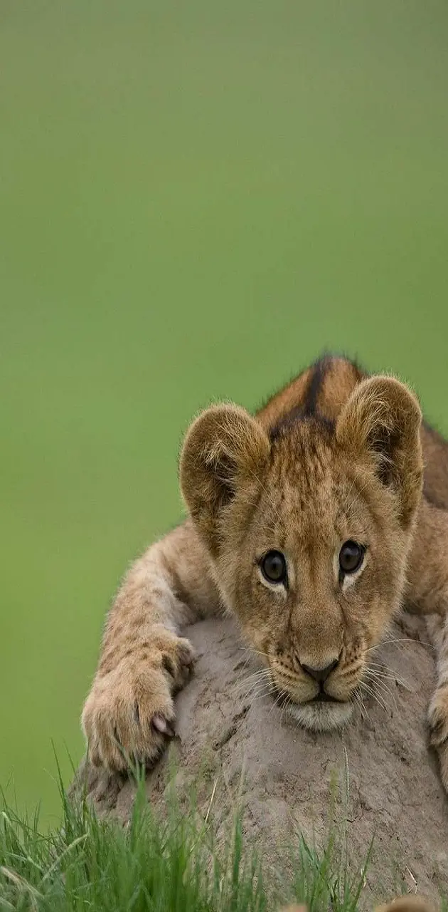 Cute Cub
