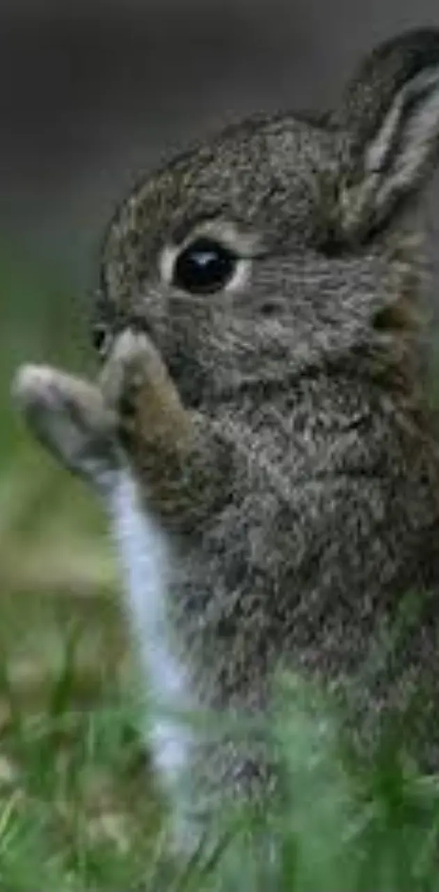 Clapping Baby Bunny