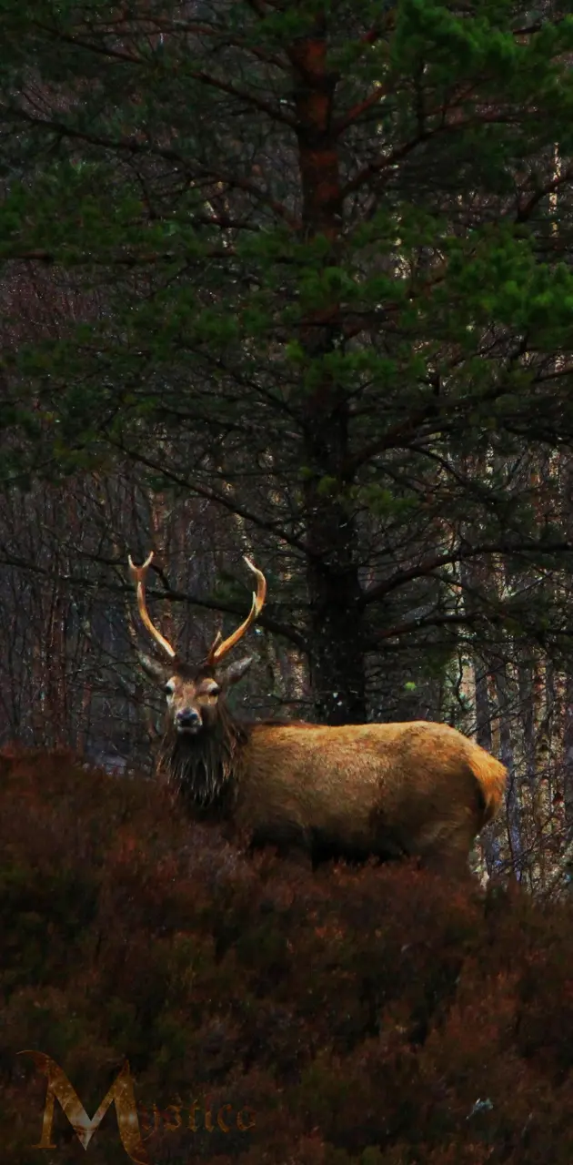Deer in Scotland