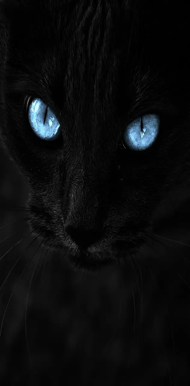 Blue Eye Cat