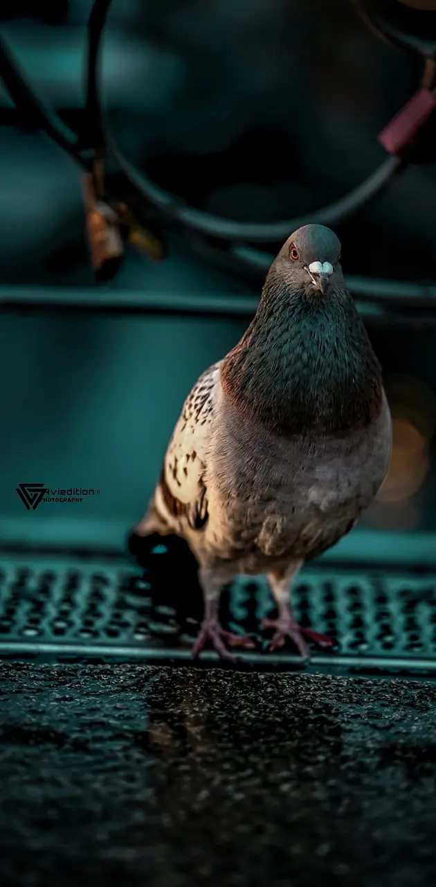 Pigeon on CPU