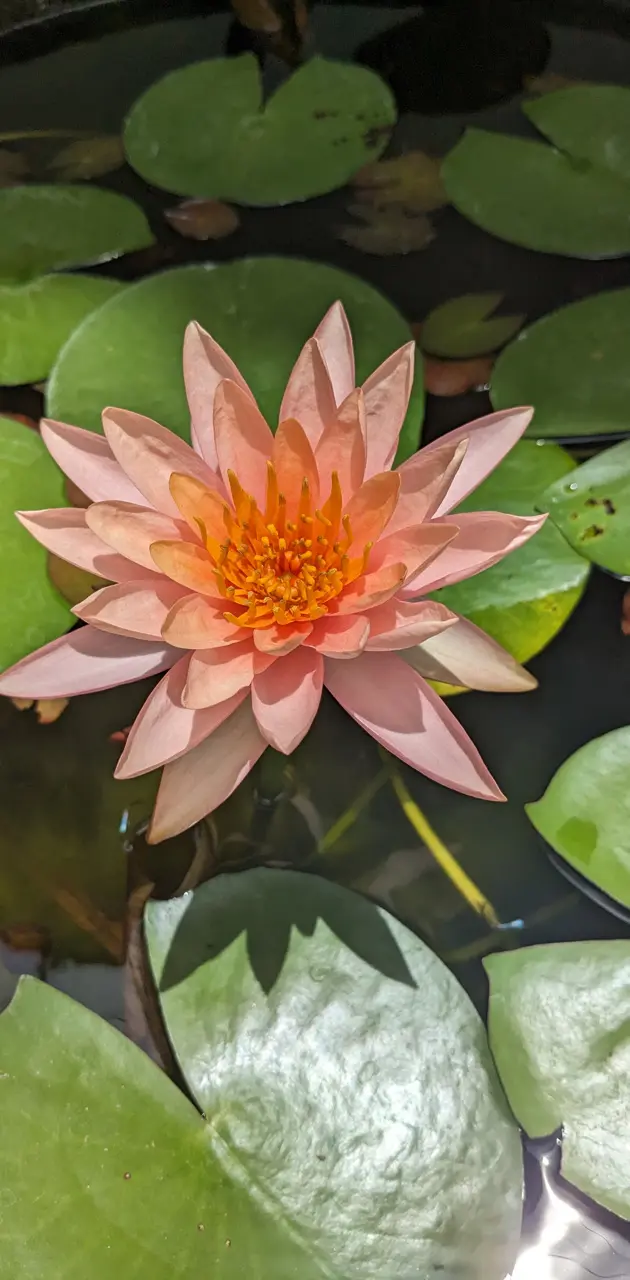 Lotus Flower
