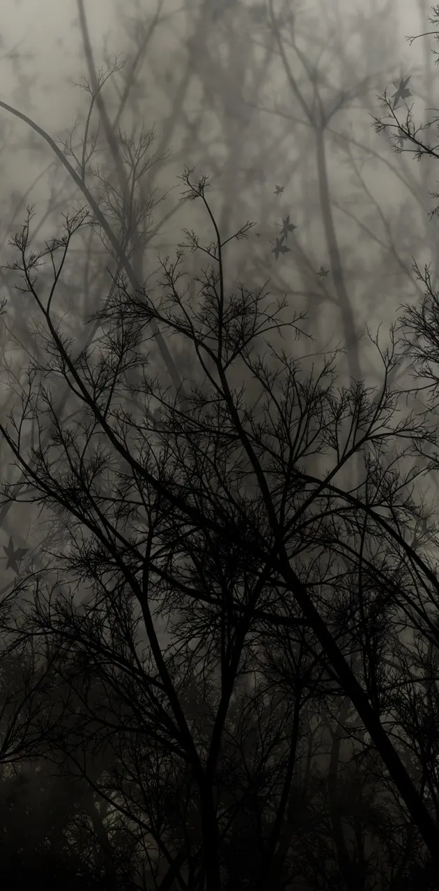 Trees-Dark-Night