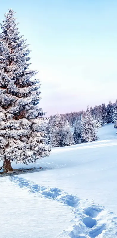 Winter Fir Tree